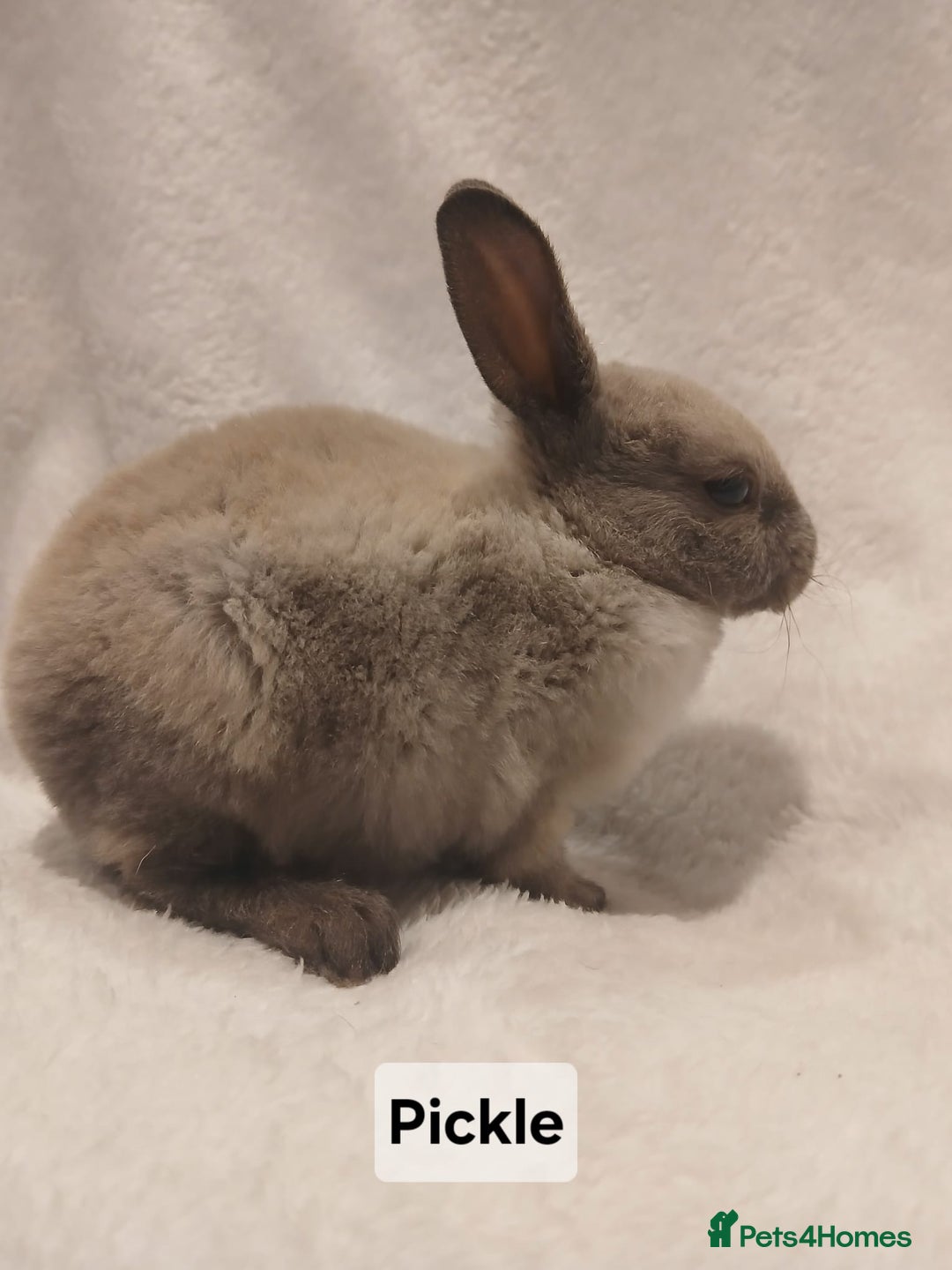 Rex rabbits for sale: Baby Purebred Rex Rabbits For Sale - Image 8