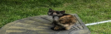 Mixed Breed Kitten 3
