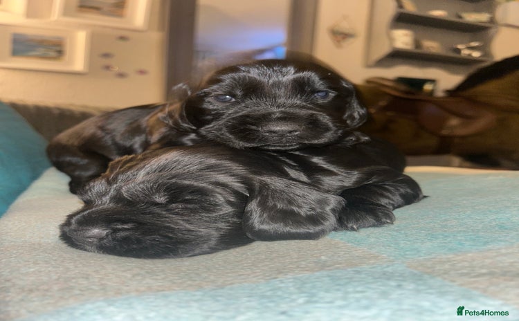 Cocker Spaniel dogs - Advert 7
