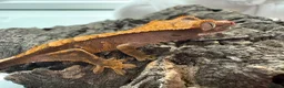 Mixed Breed reptiles for sale: various geckos! - Advert 27