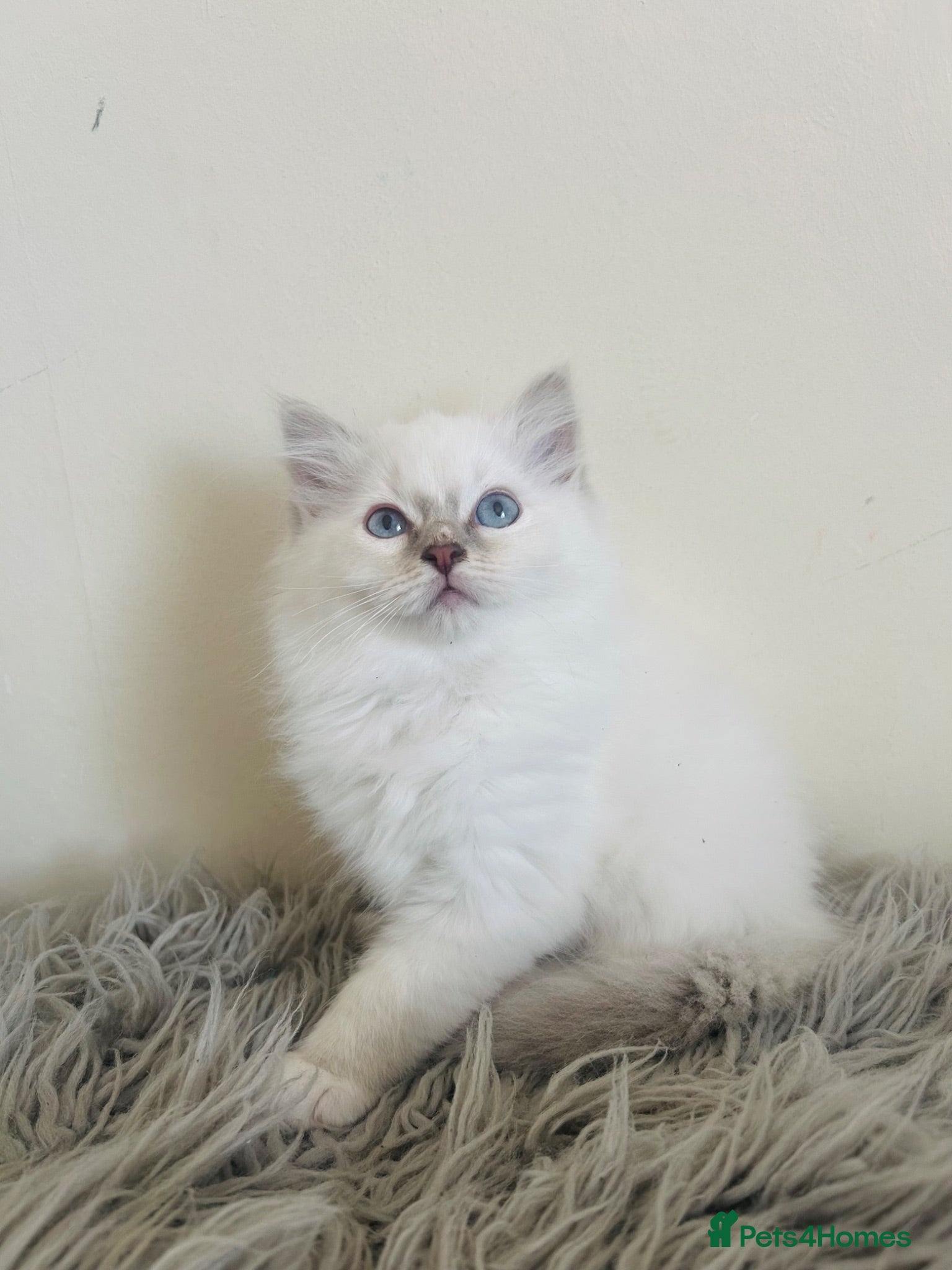 Ragdoll cats Ragdoll kittens - Advert 14