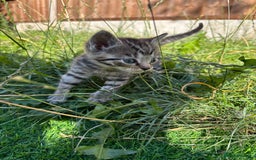 Mixed Breed cats for sale: Lovely kittens  - Image 2