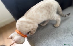 Bengal cats for sale: Snow Lynx Bengal Kittens - Image 16