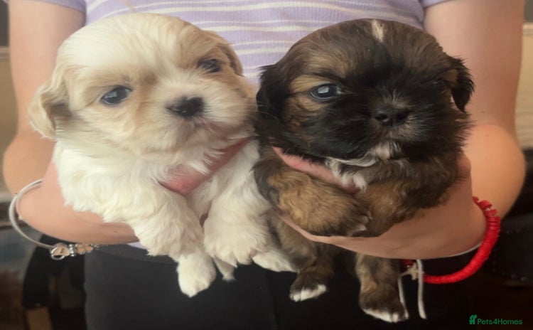 Shih Tzu dogs - Advert 11