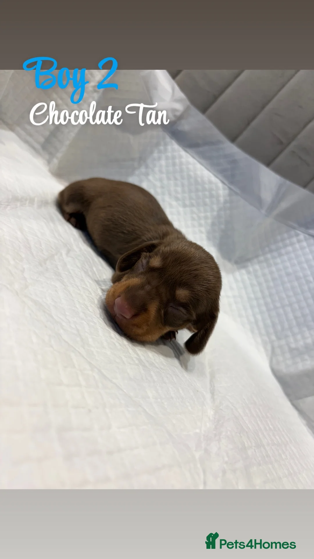 Miniature Dachshund dogs for sale: KC Registered Miniature Dachshund puppies for sale - Advert 11