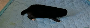 Pomeranian 3