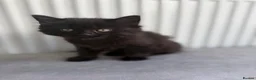 Domestic Shorthair cats for sale: X2 black male kittens one fluffy one short haired  in Broxbourne - Advert 5