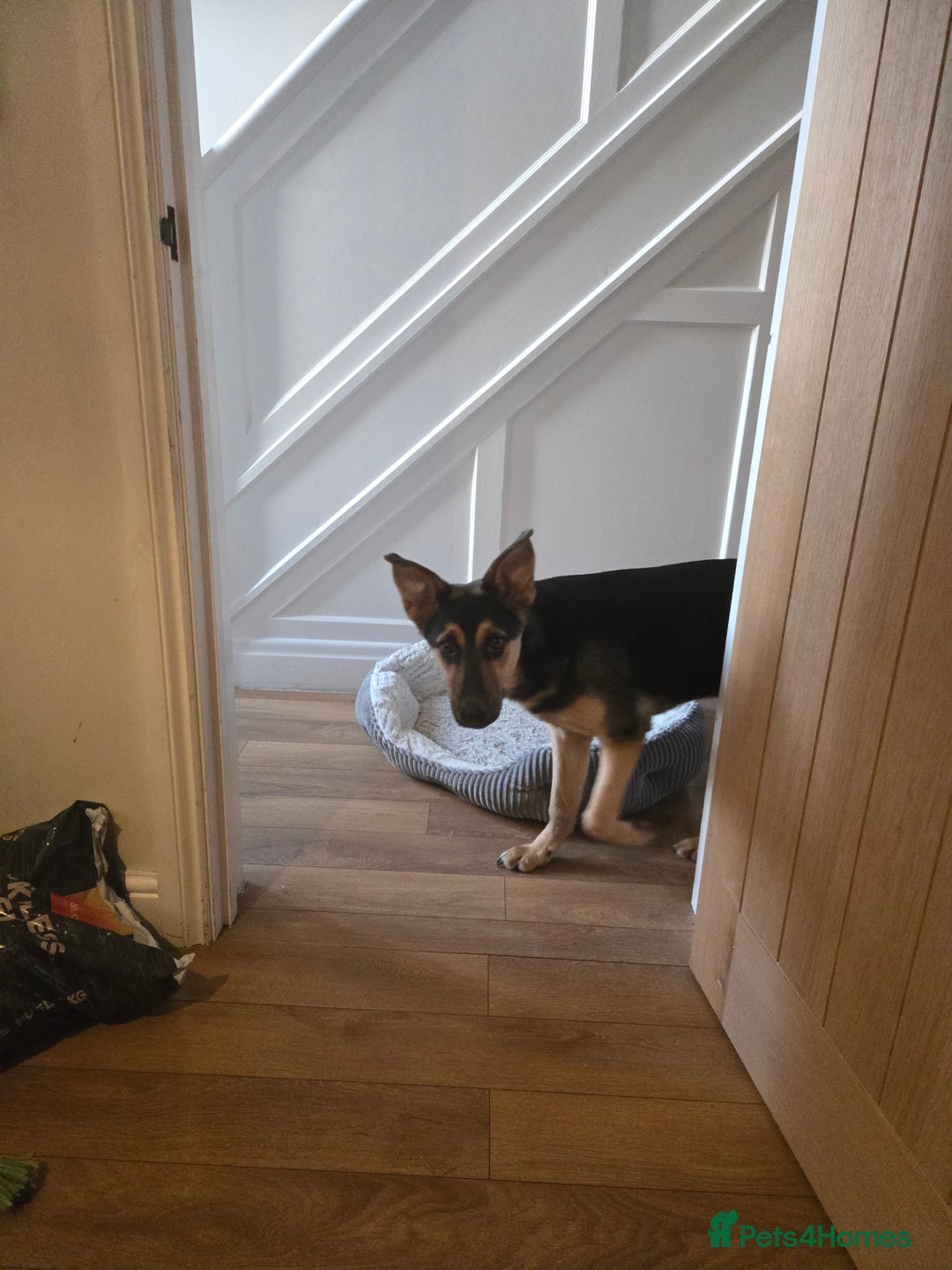 Shepsky dogs for sale: Female shepsky 7 months old - Advert 2