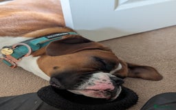 Boxer dogs for sale: Adorable Cooper - Image 7