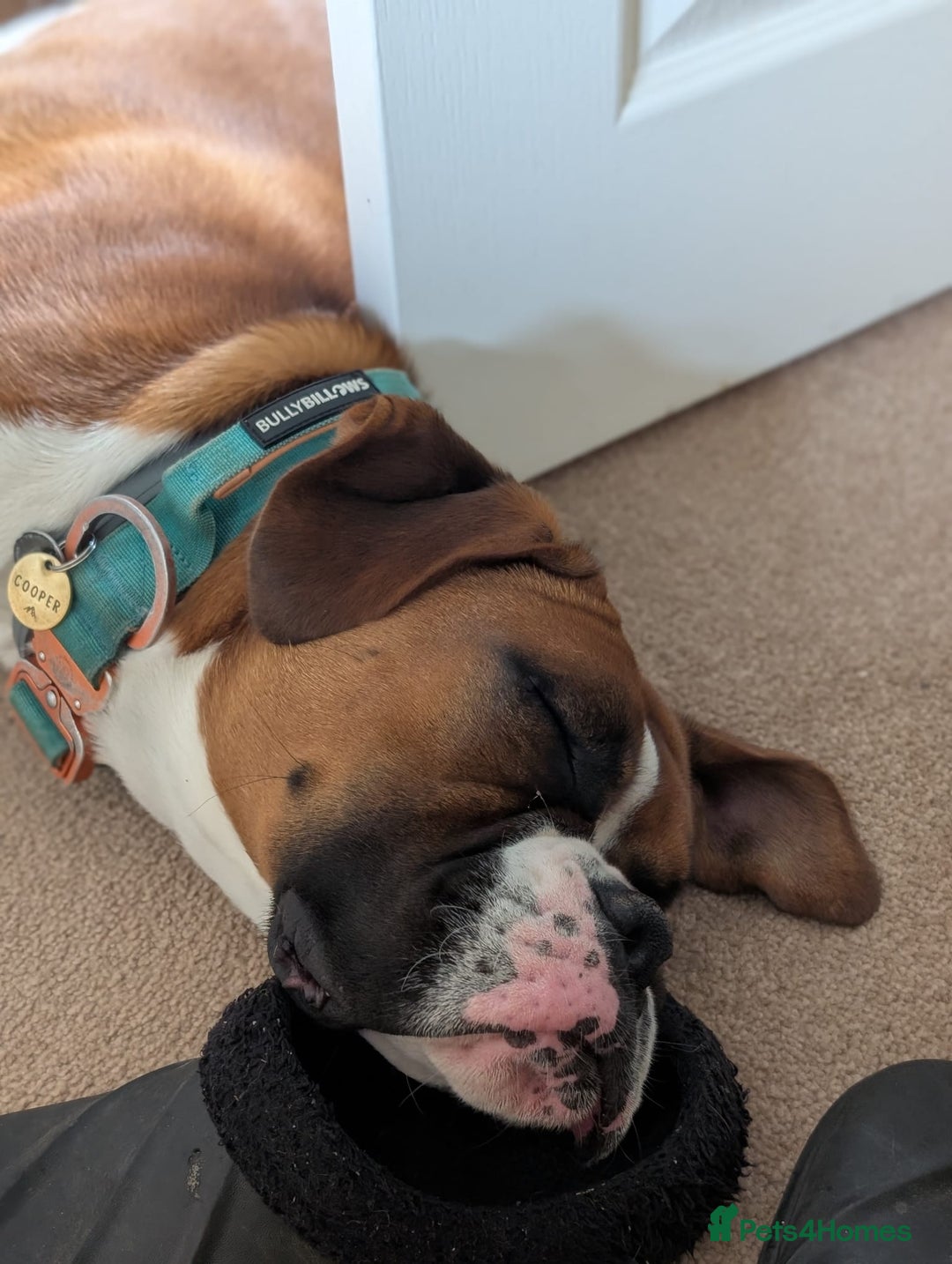 Boxer dogs for sale: Adorable Cooper - Image 7