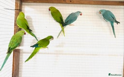Ringnecks birds for sale: Beautiful coloured ringneck parrots for sale. - Image 6