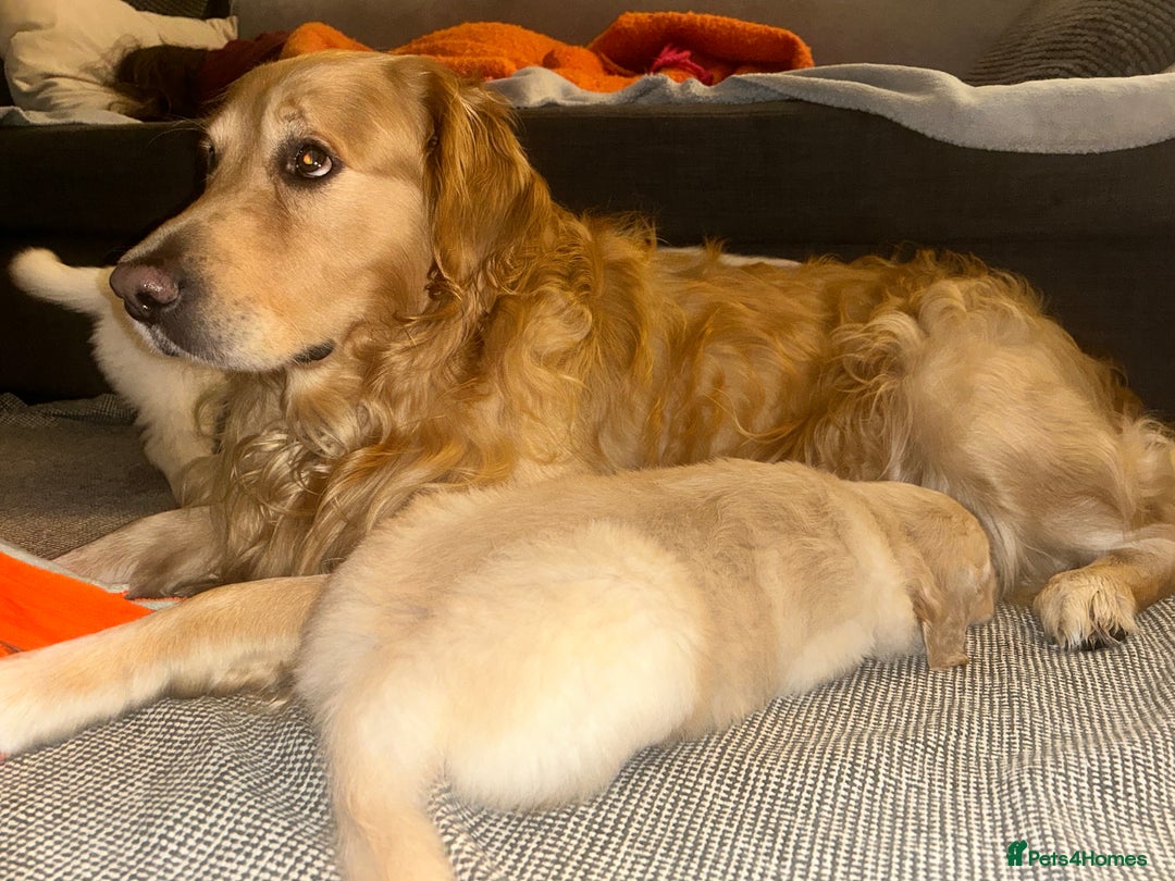 Golden Retriever dogs for sale: Golden retriever puppy  - Advert 10