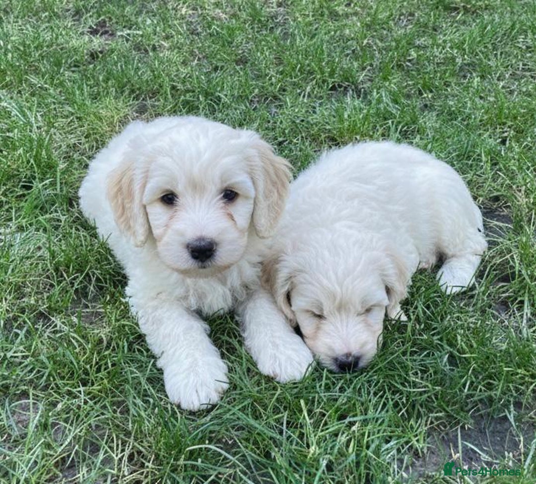 Cavapoo dogs for sale: Cavapoo Puppies - Advert 2