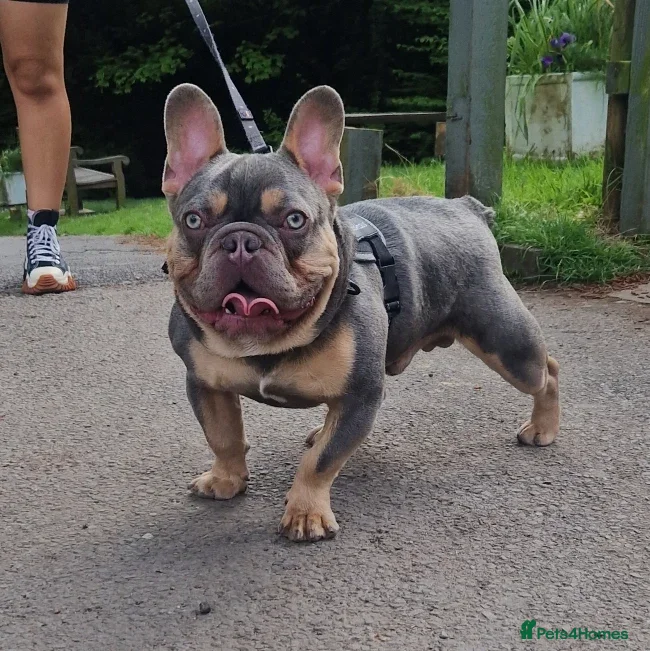 French Bulldog dogs ** ROGUEROYALES STUD ZIGGY ** in Wolverhampton - Advert 23