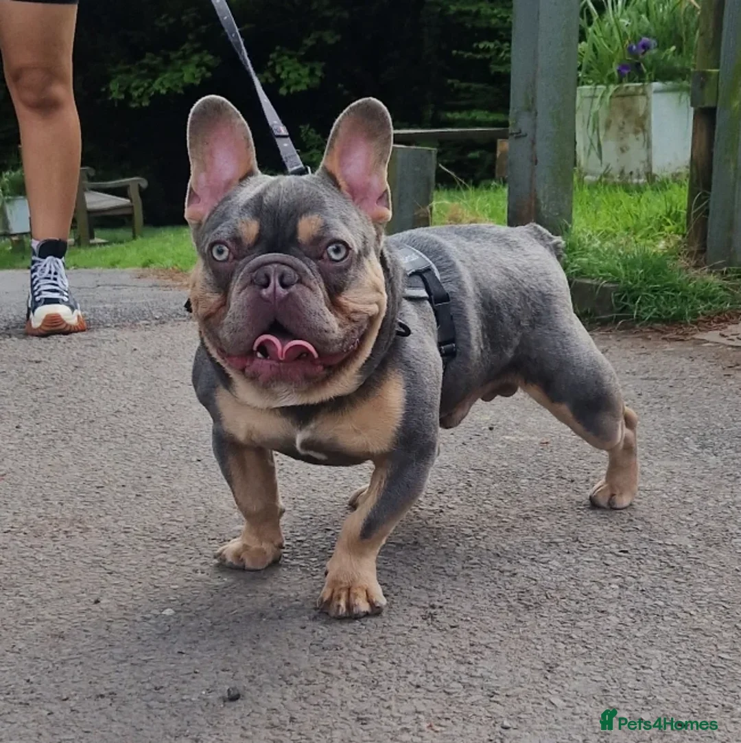 French Bulldog dogs for stud: ** ROGUEROYALES STUD ZIGGY ** in Wolverhampton - Advert 1