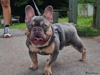 French Bulldog dogs ** ROGUEROYALES STUD ZIGGY ** in Wolverhampton - Advert 24