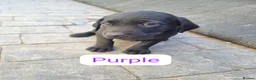 Labrador Retriever dogs for sale: KC BLACK LABRADOR PUPPIES - Advert 18