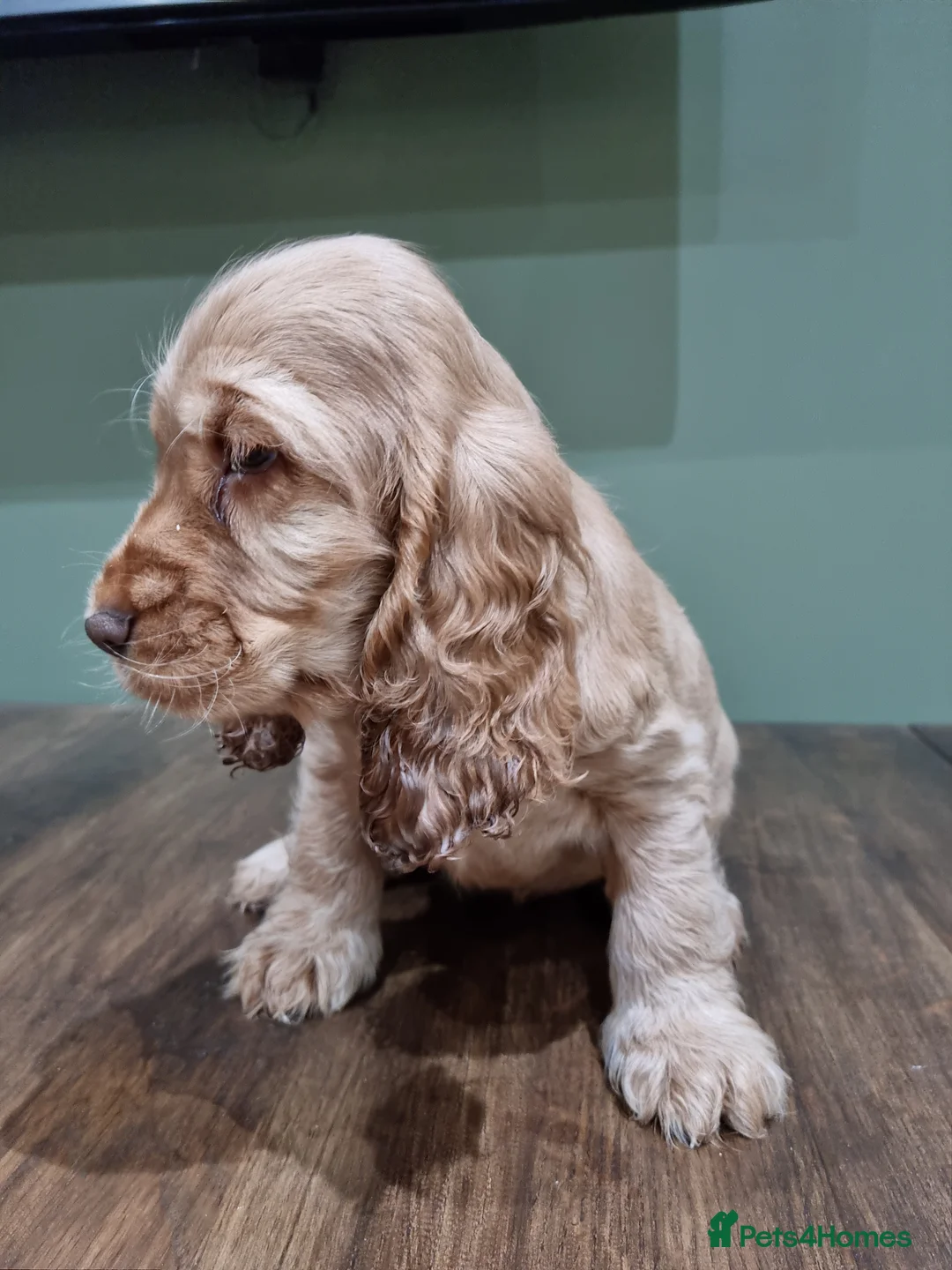 Cocker Spaniel dogs for stud: SHOW COCKER SPANIEL 🐕 health tested stud  in Brentwood - Advert 32