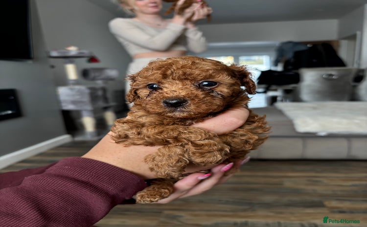 Miniature Poodle dogs in Swansea - Advert 11