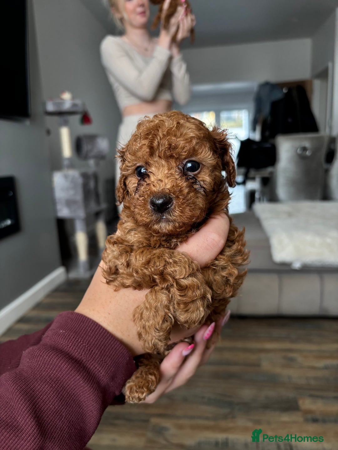 Miniature Poodle dogs for sale: Mini poodle puppies ready to leave Friday  in Swansea - Image 1