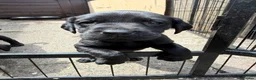 Labrador Retriever dogs for sale: Black Labrador pups boys and girls - Advert 24
