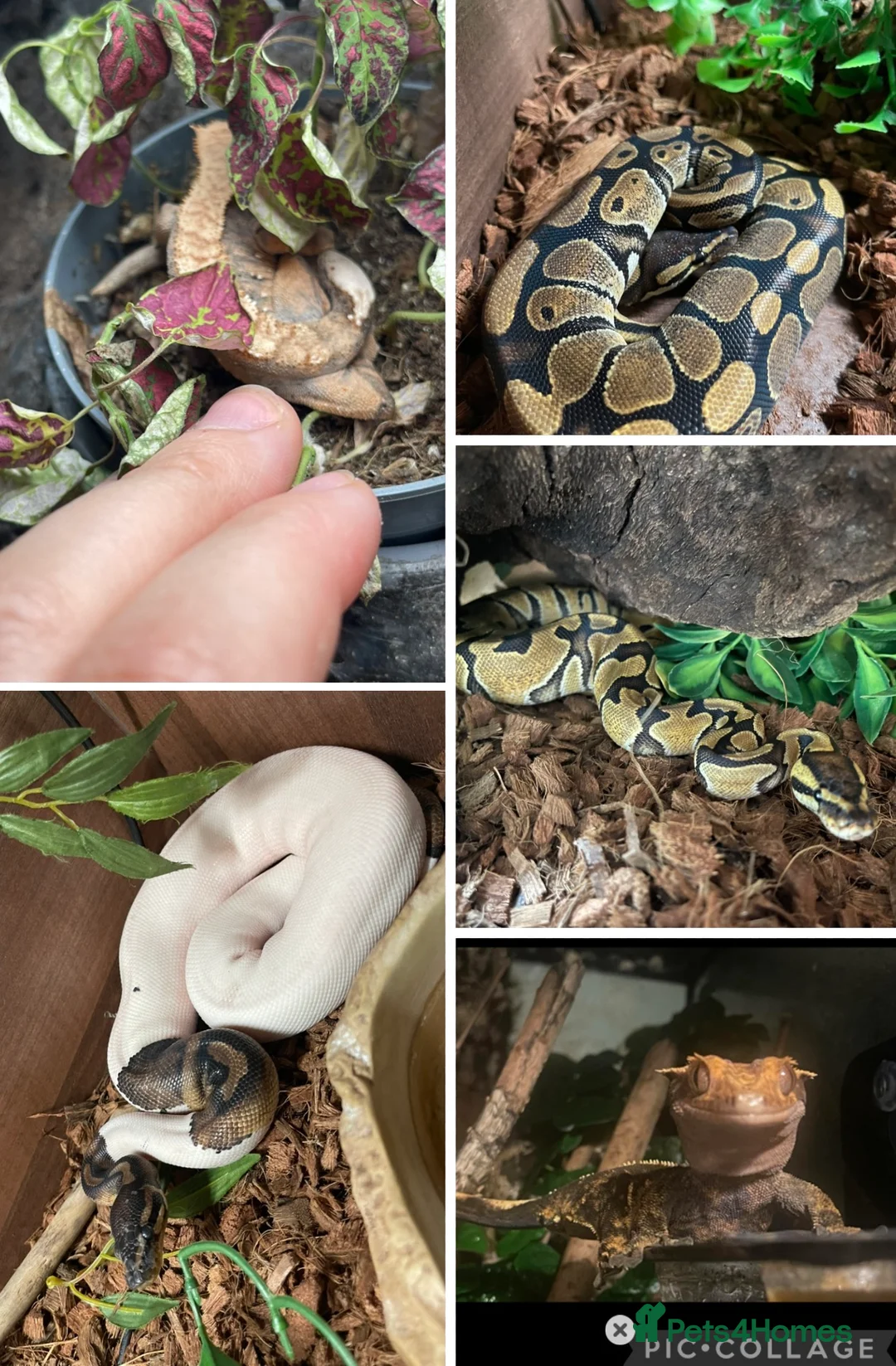 Mixed Breed reptiles for sale: 2 geckos 3 snakes  - Advert 1