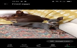 Mixed Breed dogs for sale: Delightful Pinchi boy - Image 3