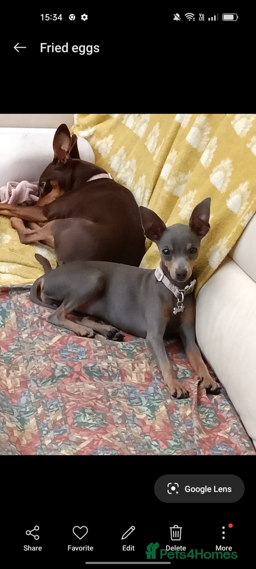 Mixed Breed dogs for sale: Delightful Pinchi boy - Image 3