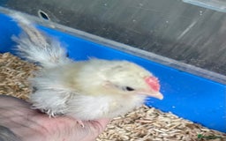 Chickens poultry for sale: 2 Silkied Seramas  - Image 5