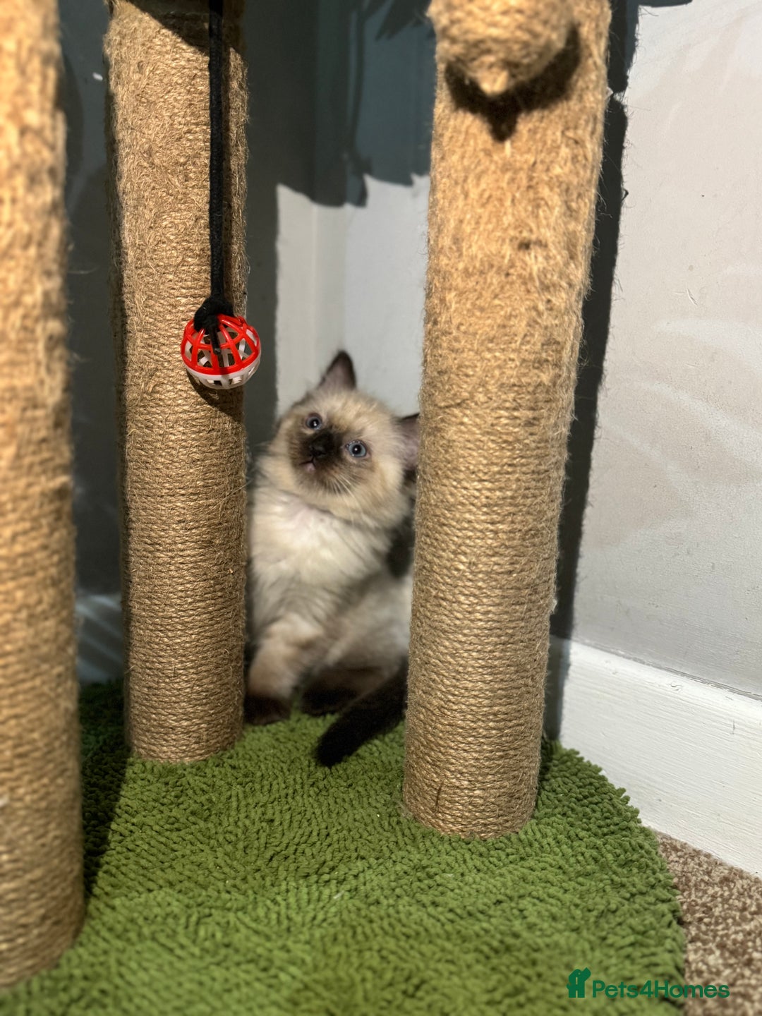 Ragdoll cats for sale: Ragdoll kitten  - Advert 4