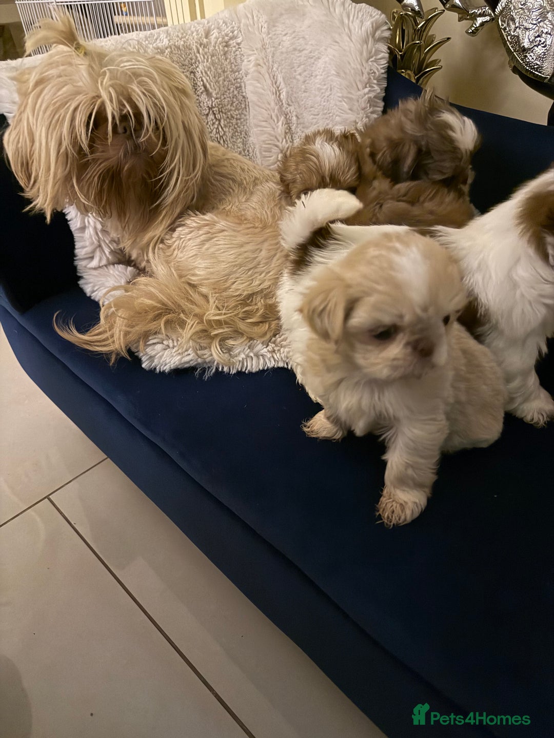 Shih Tzu dogs for sale: IMRERIAL SHIHTZU PUPPIES - Advert 32