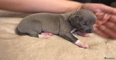 Italian Greyhound dogs - Advert 9