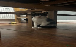 Mixed Breed cats for sale: ADORABLE KITTENS LOOKING FOR A FOREVER HOME 💗 - Image 4