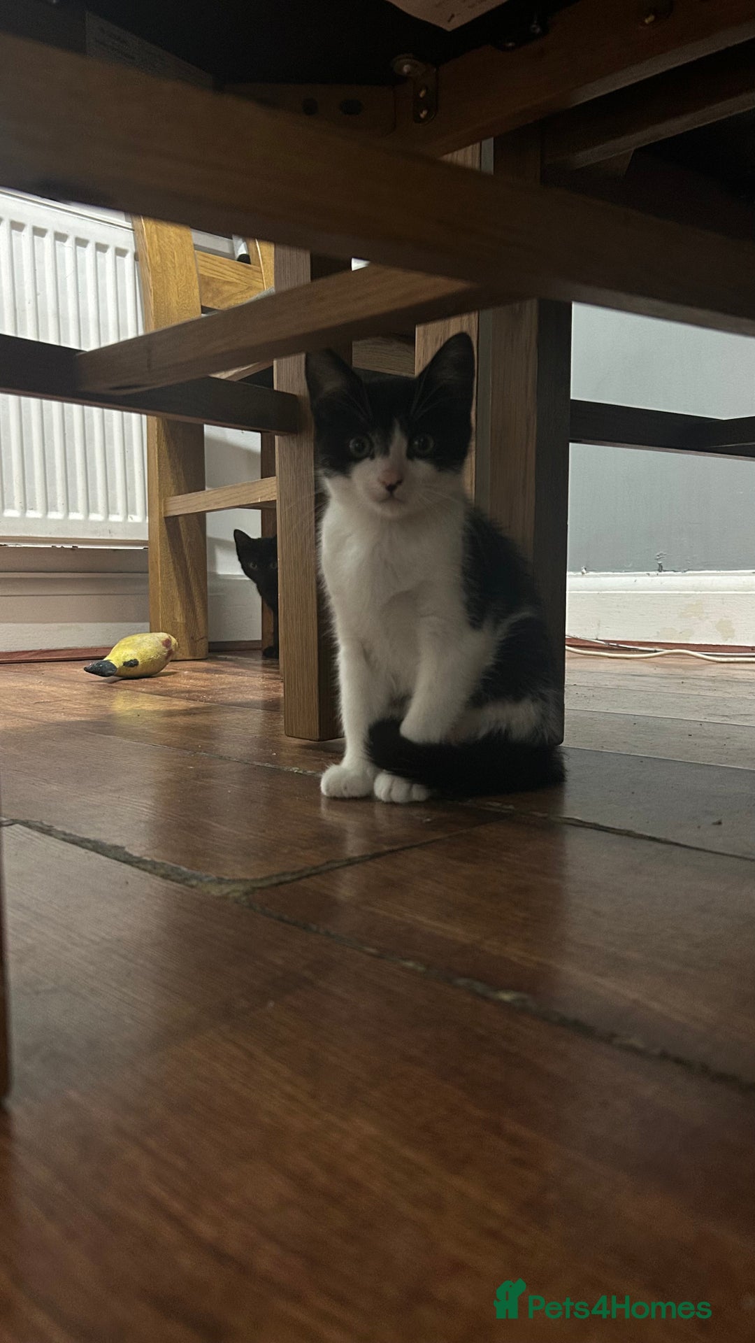 Mixed Breed cats for sale: ADORABLE KITTENS LOOKING FOR A FOREVER HOME 💗 - Image 4