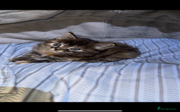Mixed Breed cats for sale: Two beautiful kittens for sale  - Image 3