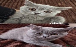 Scottish Fold cats for sale: Ready to GO Scottish fold kittens - Image 5