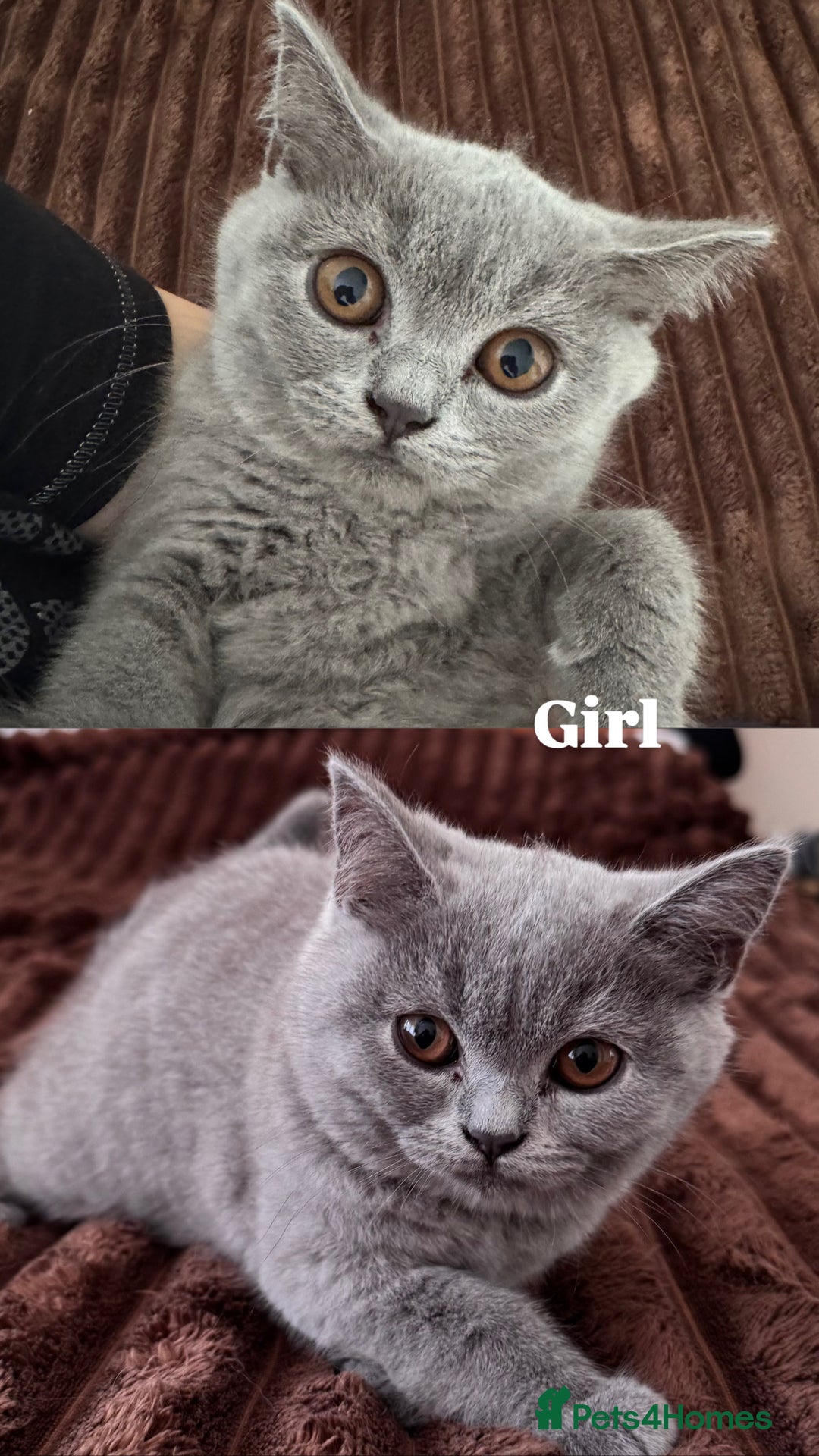 Scottish Fold cats for sale: Ready to GO Scottish fold kittens - Image 5
