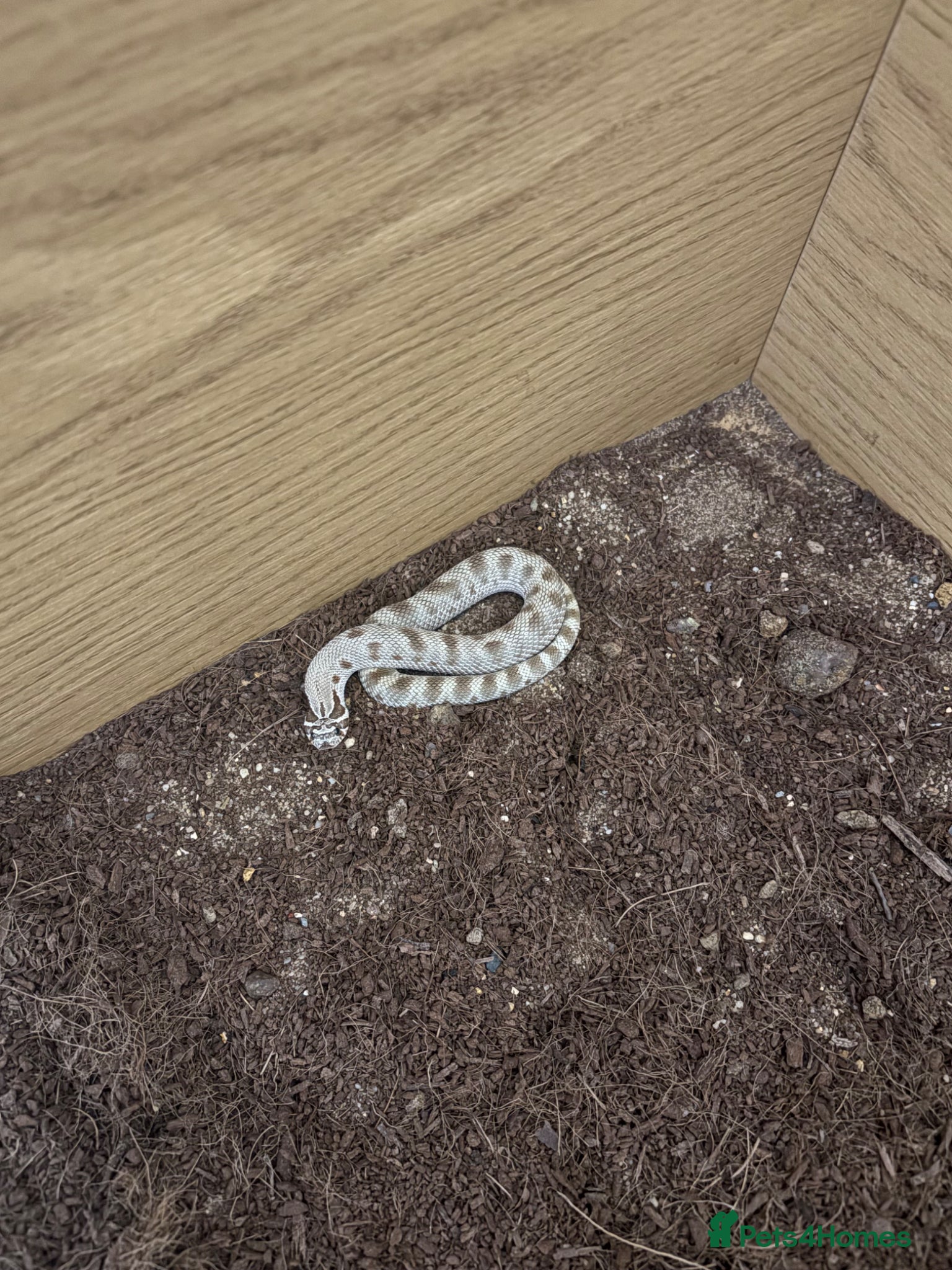Snake reptiles for sale: Caramel hognose snake  in Scunthorpe - Advert 2