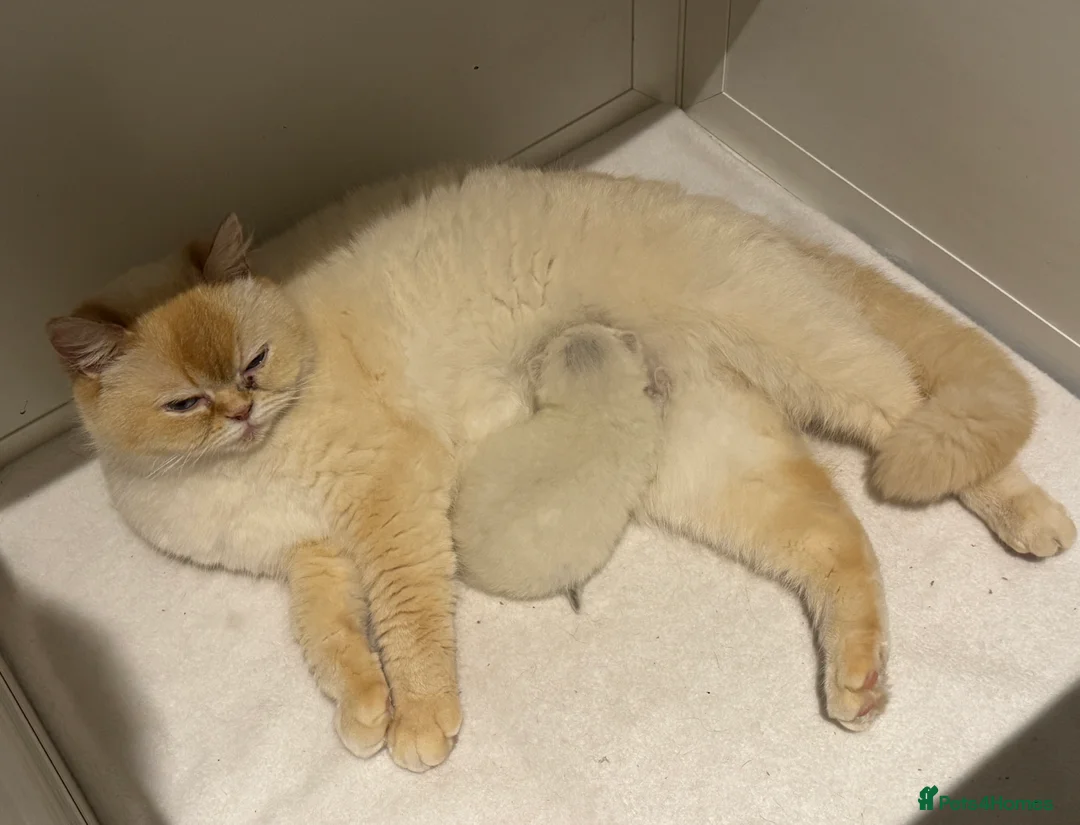 British Shorthair cats for sale: GCCF reg. British Shorthair kitten for pet home. in Sutton Coldfield - Advert 2