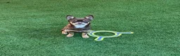 Chihuahua dogs for sale: Chihuahua Puppy  - Advert 4