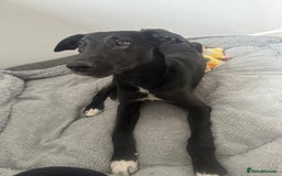 Lurcher dogs for sale: Lurcher dog for sale - Image 3