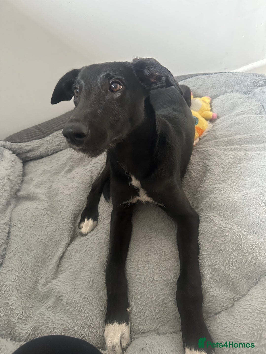 Lurcher dogs for sale: Lurcher dog for sale - Image 3