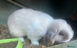 Mini Lop rabbits for sale: Rabbit mini lop  - Image 1
