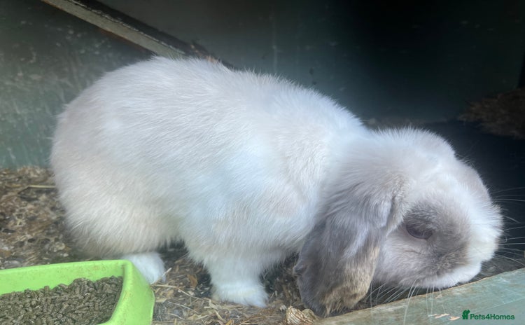 Mini Lop rabbits - Advert 8