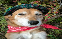 Mixed Breed dogs for adoption: 💖🐶 EVA 🐶💖 - Image 20