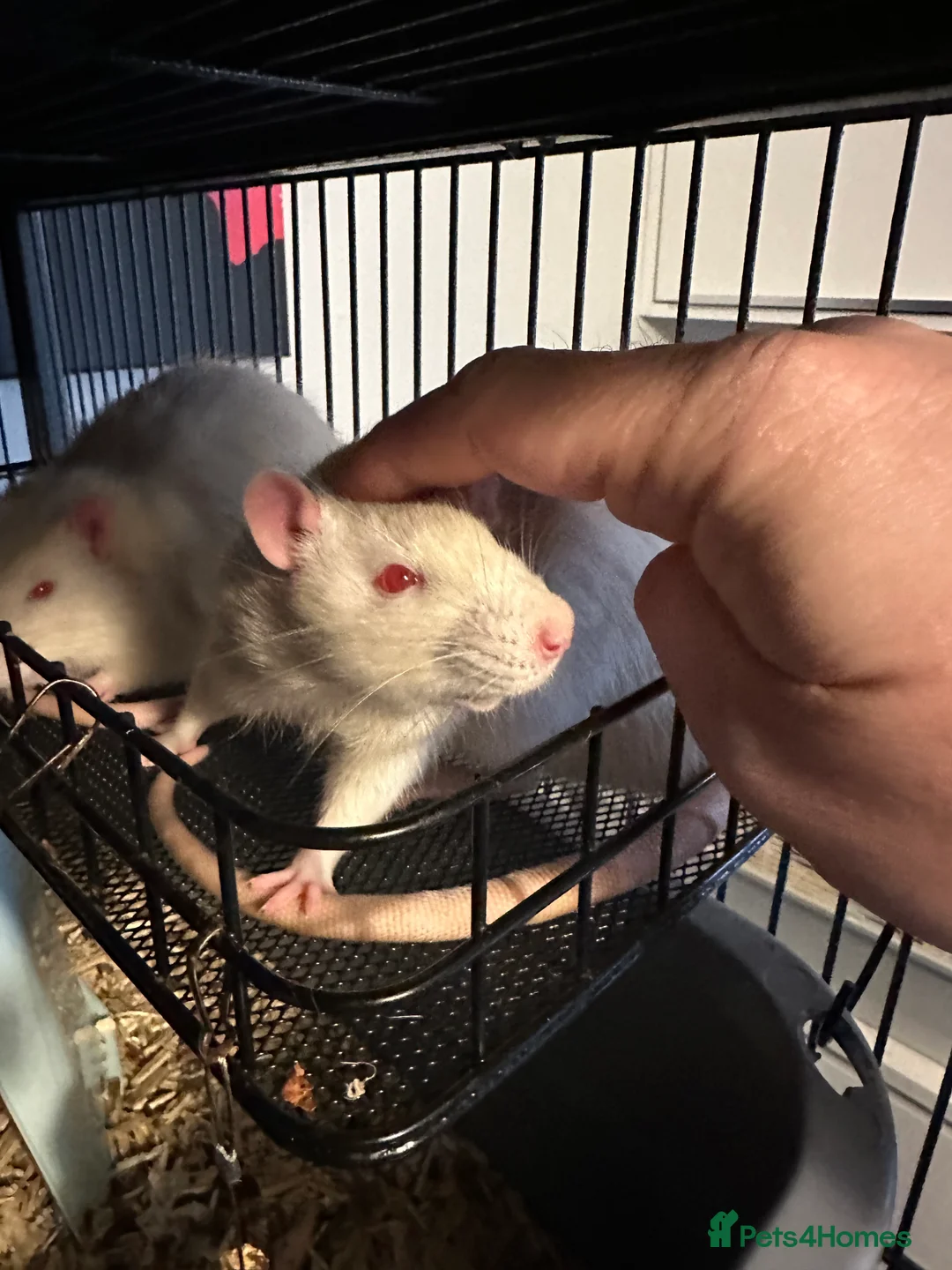 Rat rodents for sale: 5 male Fancy Rats 6 months old - Advert 1