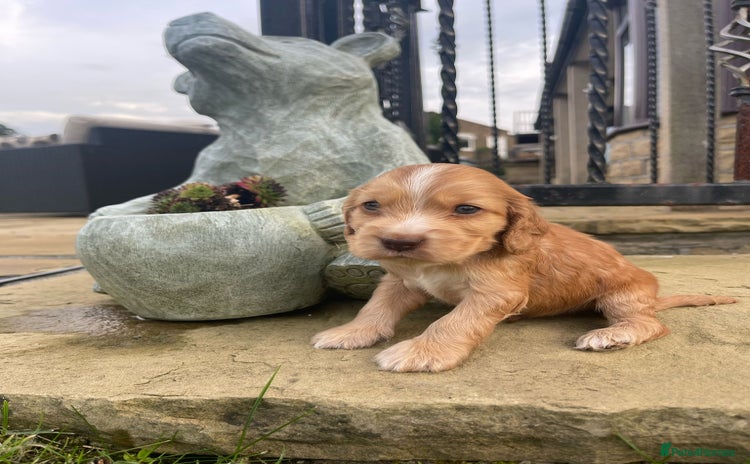 Cocker Spaniel dogs - Advert 2