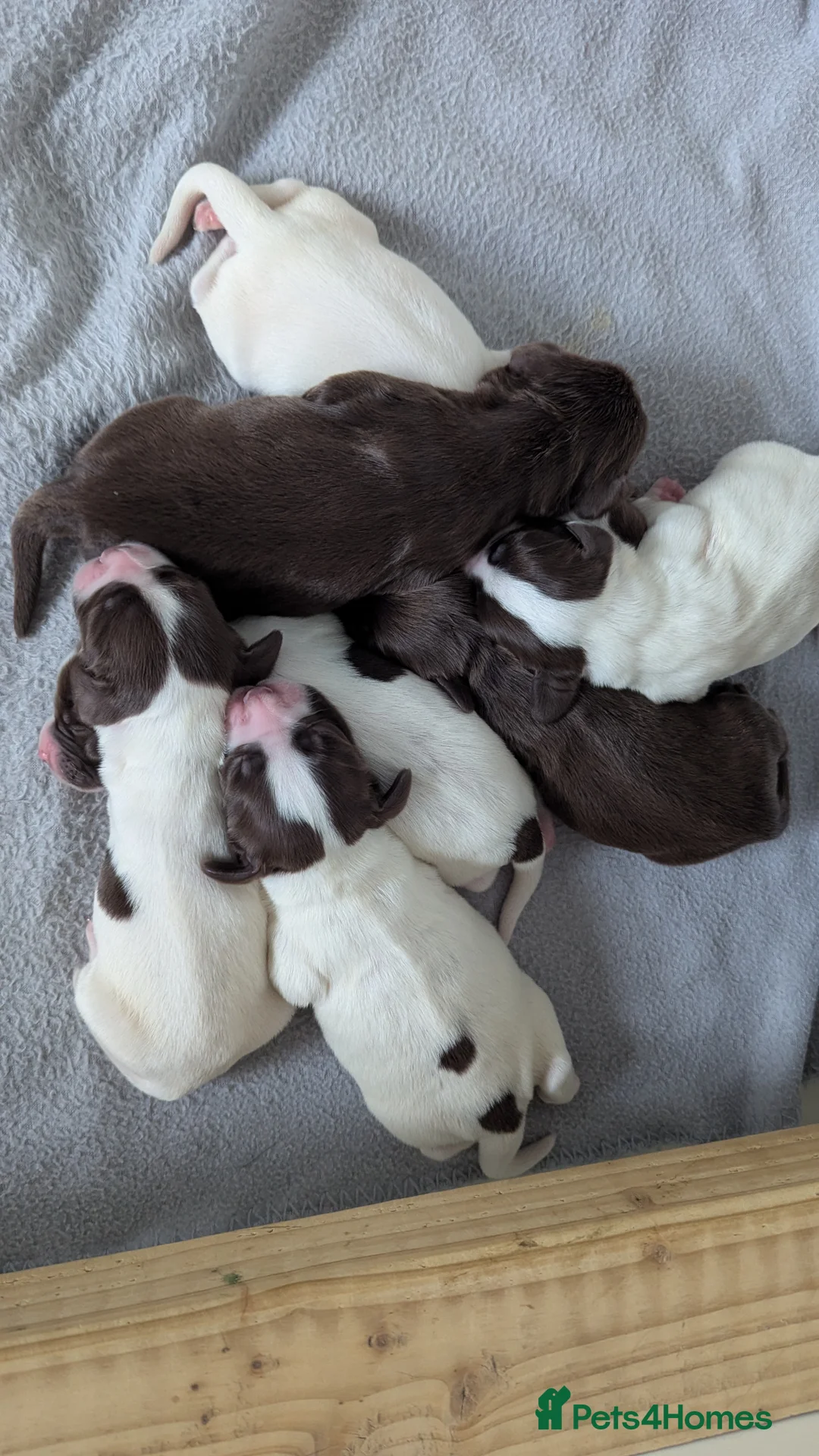 Sprocker dogs for sale: Sprocker Puppies - Cocker x Springer Spaniel - Advert 12