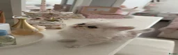 Persian cats for sale: persian beautiful male kitten - Advert 5