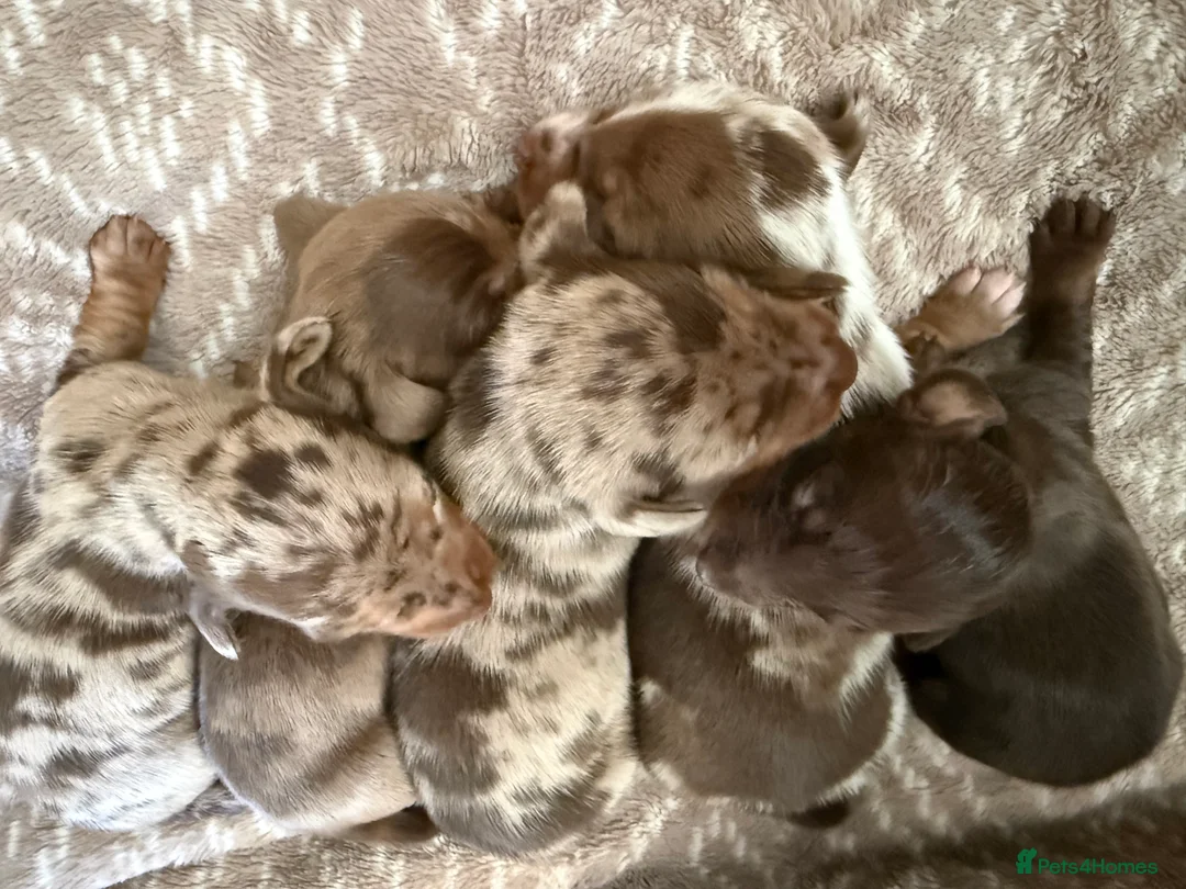 Miniature Dachshund dogs for sale: Miniature Dapple & Merle long haired Daschunds in Romsey - Advert 2